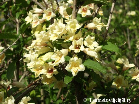 Weigela middendorffiana